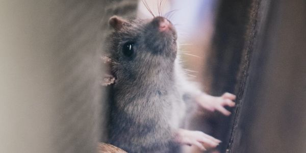 rat extermination in Girona